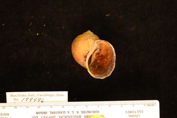 Media type: image; Malacology 199496